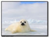 Harp Seal Pup with Ice formations