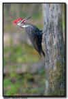 Pileated Woodpecker, Northern MN