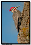 Pileated Woodpecker, Orr MN