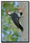 Pileated Woodpecker, MN