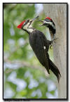 Pileated Woodpecker,  MN