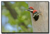 Pileated Woodpecker, MN