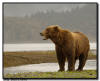 Coastal Brown Bear, Katmai National Park