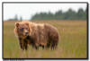 Coastal Brown Bear, Lake Clark NP, AK