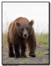 Coastal Brown Bear, Lake Clark National Park, AK