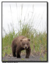 Coastal Brown Bear Cub, Lake Clark NP, AK