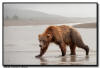 Coastal Brown Bear, Lake Clark National Park