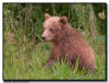 Coastal Brown Bear Cub, Lake Clark National Park, AK