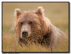 Coastal Brown Bear Portrait, Lake Clark NP, AK