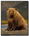 Coastal Brown Bear Portrait, Katmai NP, AK
