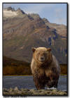 Coastal Brown Bear, Katmai National Park, AK