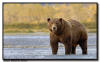 Coastal Brown Bear, Katmai NP, AK