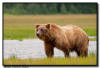 Coastal Brown Bear, Lake Clark National Park, AK