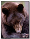 Black Bear Close Up, Orr, MN