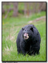 Black Bear Boar, Orr MN 