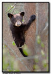 Black Bear Cub, Orr MN