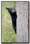 Black Bear Cub, Orr MN