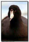 American Coot Close Up