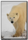 Polar Bear Portait
