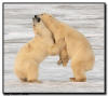 Polar Bear Sparring