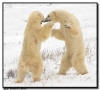Polar Bear Wrestling