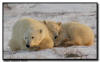 Polar Bear and Cub, Churchill, Manitoba