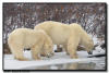 Polar Bears Drinking