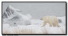 Polar Bear in a Snowstorm