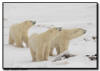Polar Bear Trio