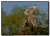 Great Blue Heron Courtship, Venice, Florida