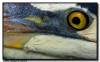 Great Blue Heron Close Up