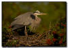 Nesting Great Blue Heron, Venice, Florida