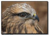 Rough-Legged Hawk Close Up