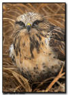 Rough-Legged Hawk Portrait