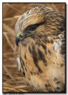 Rough-Legged Hawk Portrait