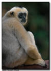 White-Cheeked Gibbon Female