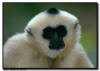 White-Cheeked Gibbon Close Up