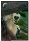 Female White-Cheeked Gibbon Resting