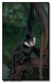 White-Cheeked Gibbon Territorial Scream