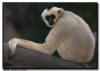 White-Cheeked Gibbon