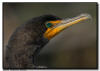 Cormorant Close Up