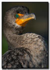 Cormorant Portrait