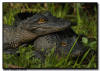  Juvenile Alligator, Everglades National Park