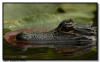 Juvenile Alligator, Everglades National Park
