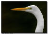 Great Egret Close Up