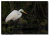 Great Egret in a Swamp
