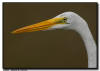 Great Egret, Everglades National Park 