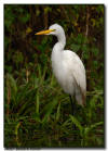 Great Egret, Everglades City, Florida