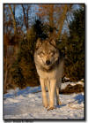 Wolf Stare, Minnesota