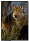 Wolf Close Up, Minnesota